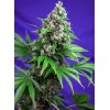 Killer Kush F1 Fast Version